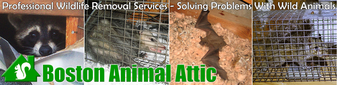 Boston Animal Attic
